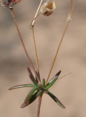 Pharnaceum elongatum