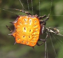 Isoxya tabulata