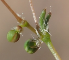 Pharnaceum elongatum