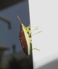 Tynacantha marginata