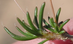 Pharnaceum elongatum