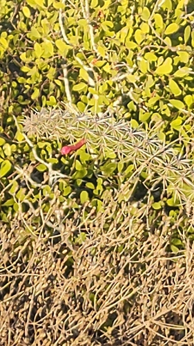 Image of Stenocereus alamosensis by no rights reserved