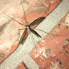 Tipula sayi