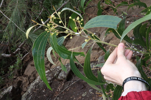 Acacia flavescens (Acacia flavescens)