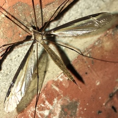 Tipula sayi