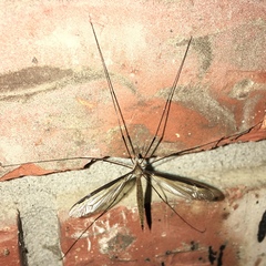 Tipula sayi