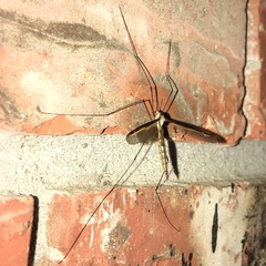 Tipula sayi