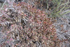 Tetragonia implexicoma