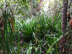 Scirpodendron ghaeri