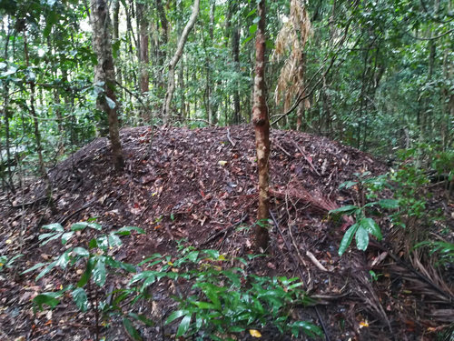 Megapodiidae