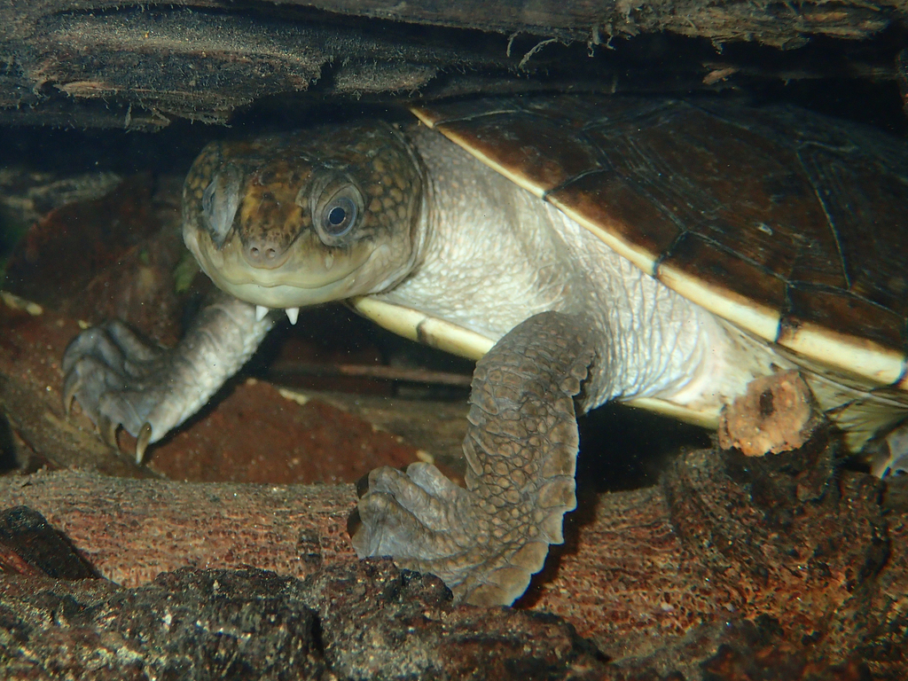 Myuchelys latisternum