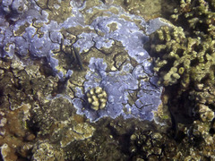 Montipora flabellata