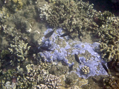 Montipora flabellata