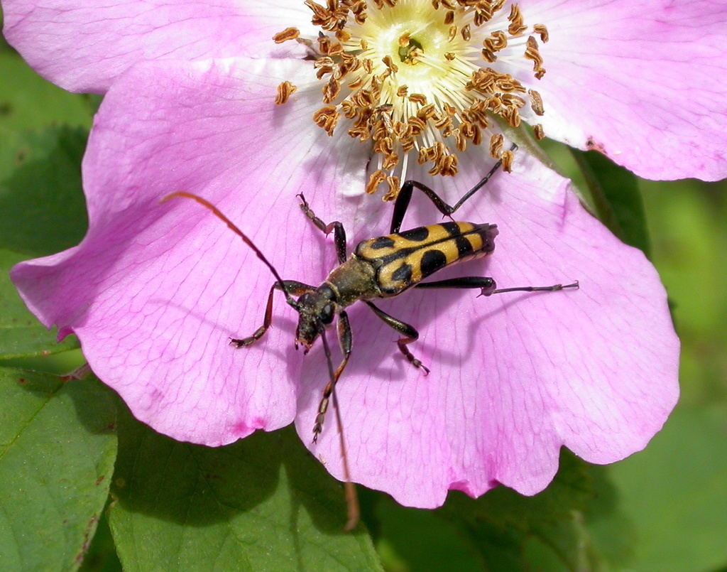 Leptura mimica