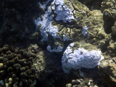 Montipora flabellata