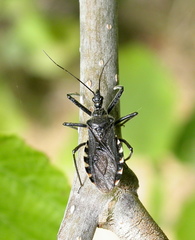 Rhynocoris leucospilus