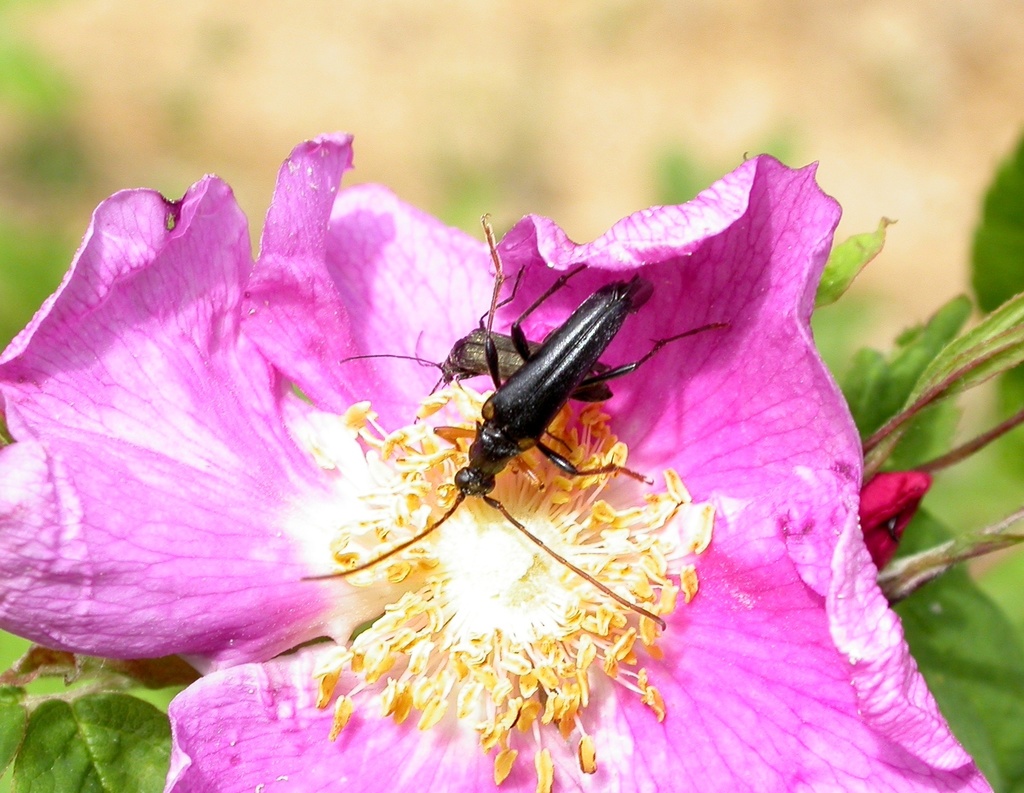 Pedostrangalia femoralis