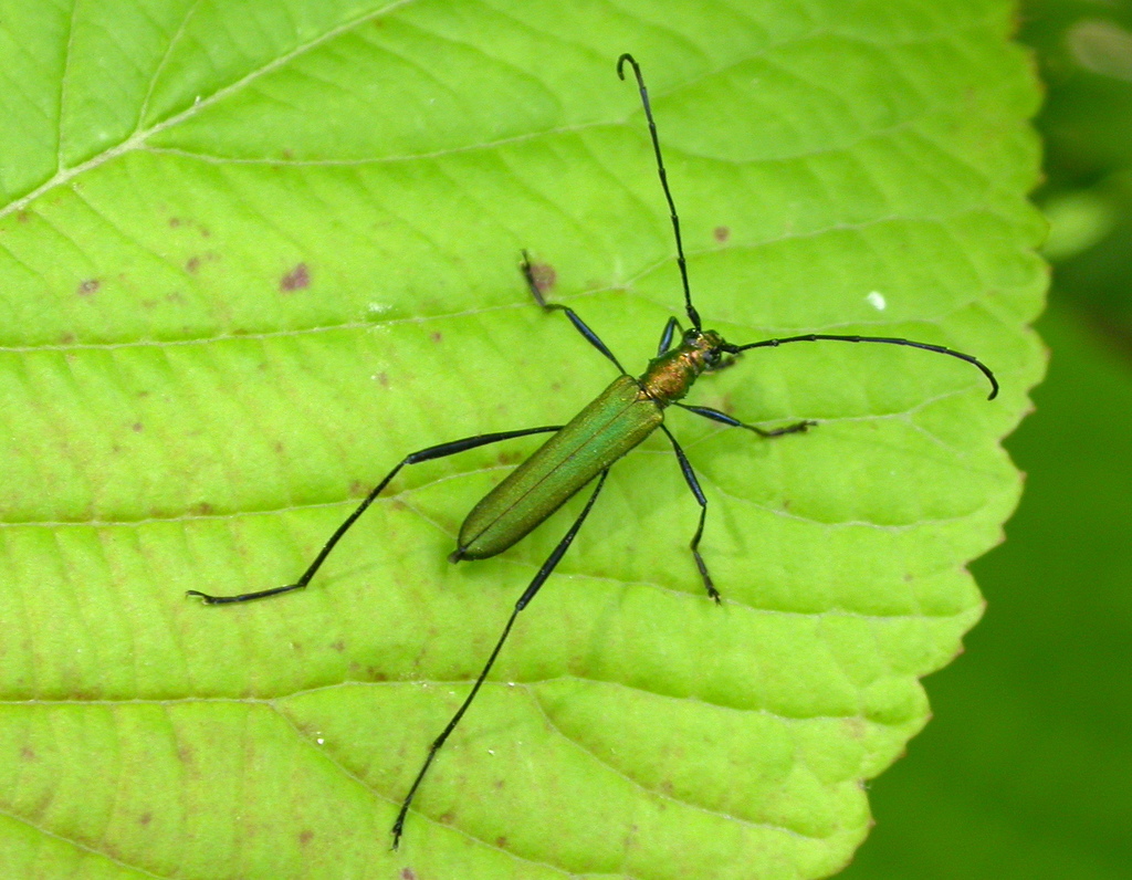 Chloridolum viride