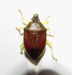 Tynacantha marginata