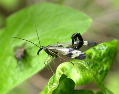 Panorpa orientalis