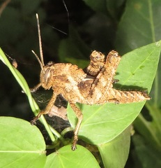 Abisares viridipennis