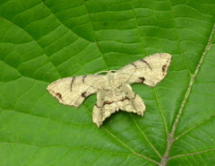 Dysaethria moza