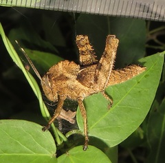 Abisares viridipennis