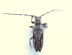 Mimectatina divaricata