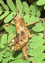Abisares viridipennis