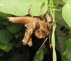 Abisares viridipennis