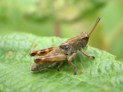 Ognevia longipennis