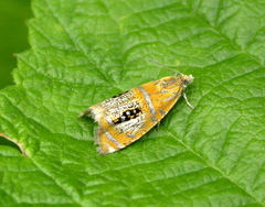 Olethreutes arcuella