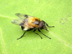Volucella