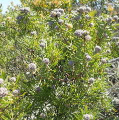 Leucadendron galpinii