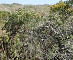 Leucadendron galpinii