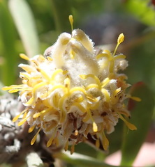Leucadendron galpinii