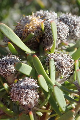Leucadendron galpinii