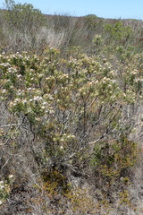 Leucadendron galpinii