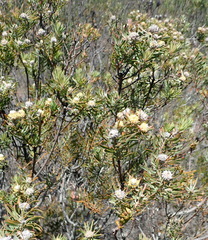 Leucadendron galpinii