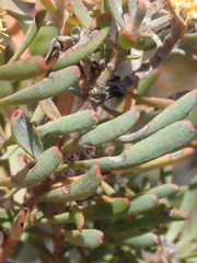 Leucadendron galpinii