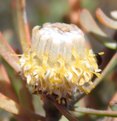 Leucadendron galpinii