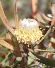 Leucadendron galpinii