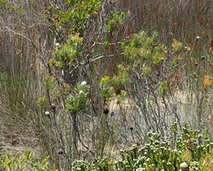 Leucadendron galpinii