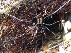 Leuronychus pacificus