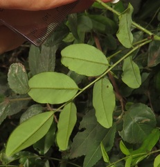 Dalbergia obovata