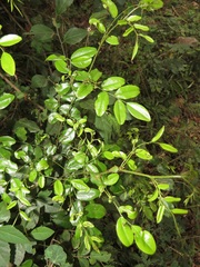Dalbergia obovata
