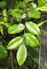 Dalbergia obovata