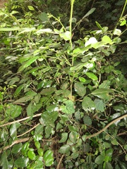 Dalbergia obovata