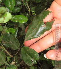 Dalbergia obovata