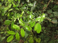 Dalbergia obovata